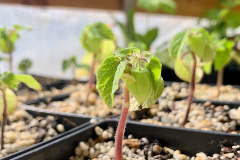 Tips for Gardening in a Heat Wave