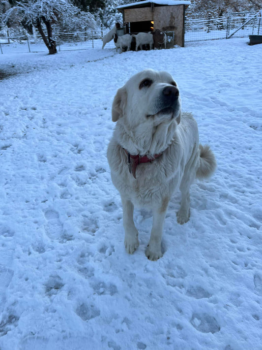 First Snow of the Year