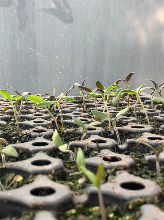 Our tomato plan