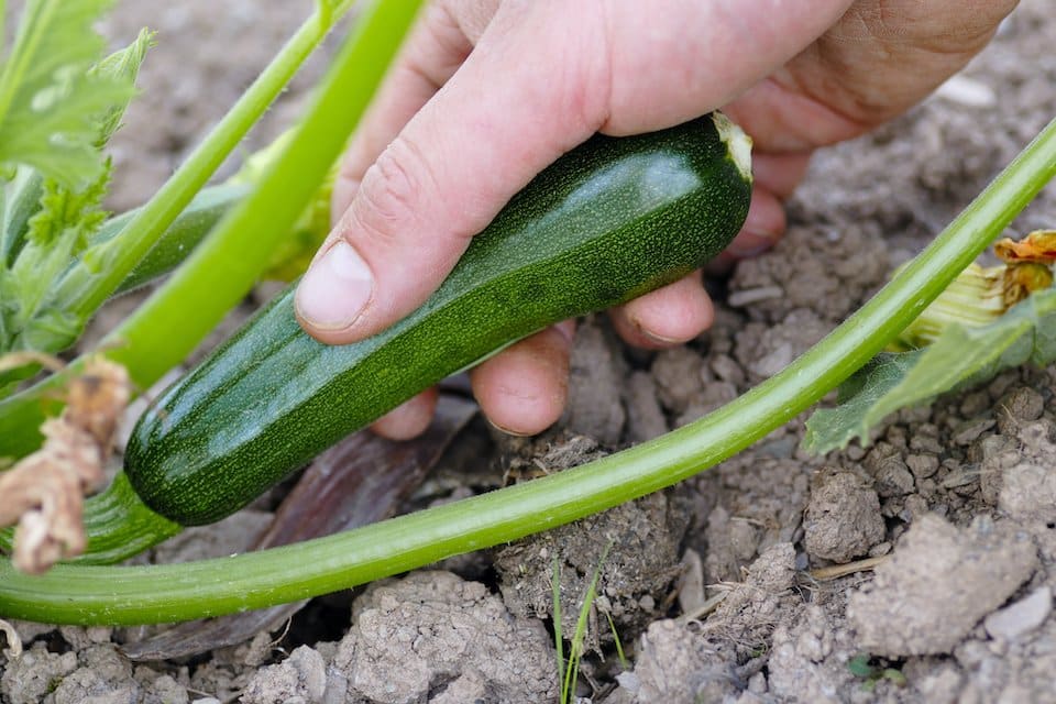 Vegetables