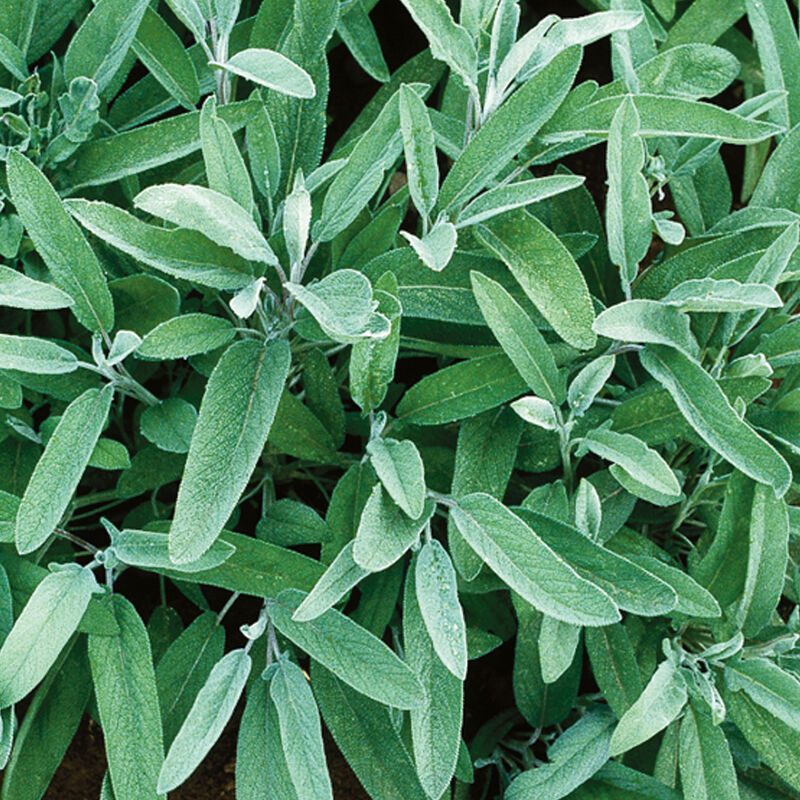 Herbs