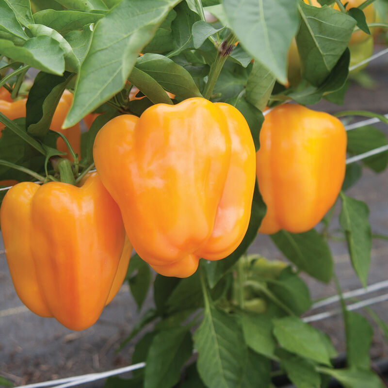Flavorburst Yellow Bell Pepper