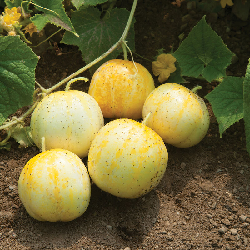 Lemon Cucumber