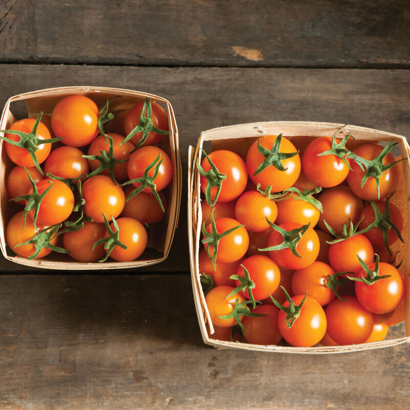 Sungold Tomato