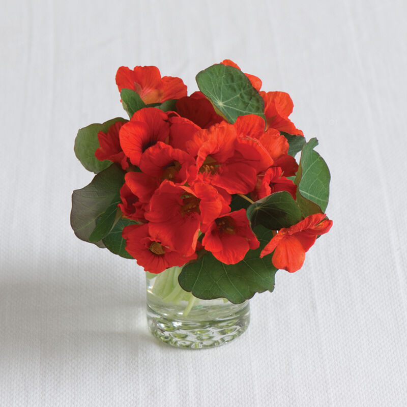 Empress of India Nasturtium 6-Pack
