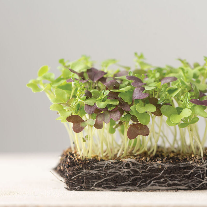 Colonel Mustard Microgreens