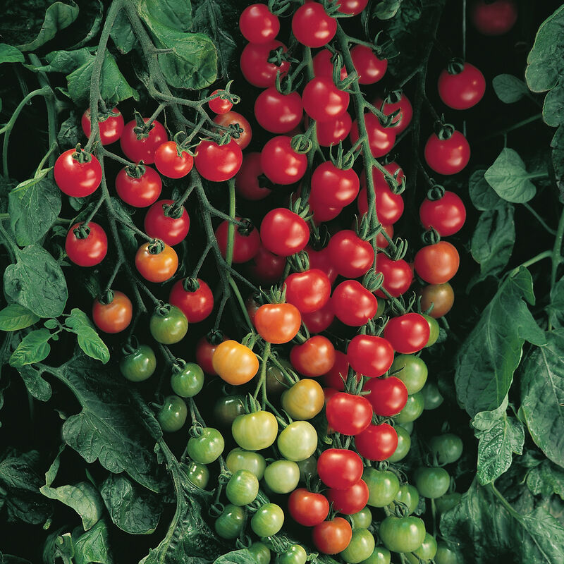 Supersweet 100 Cherry Tomato