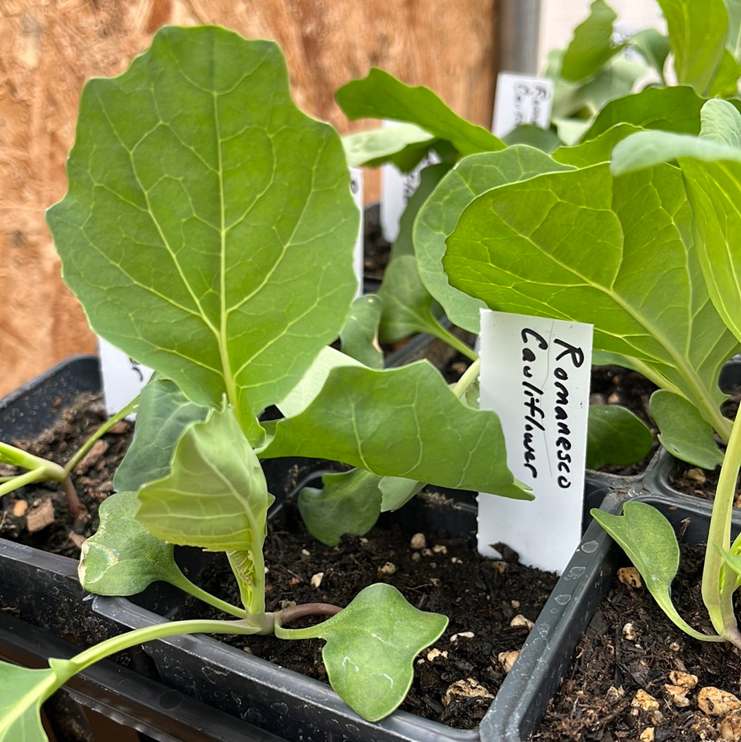 Romanesco Cauliflower
