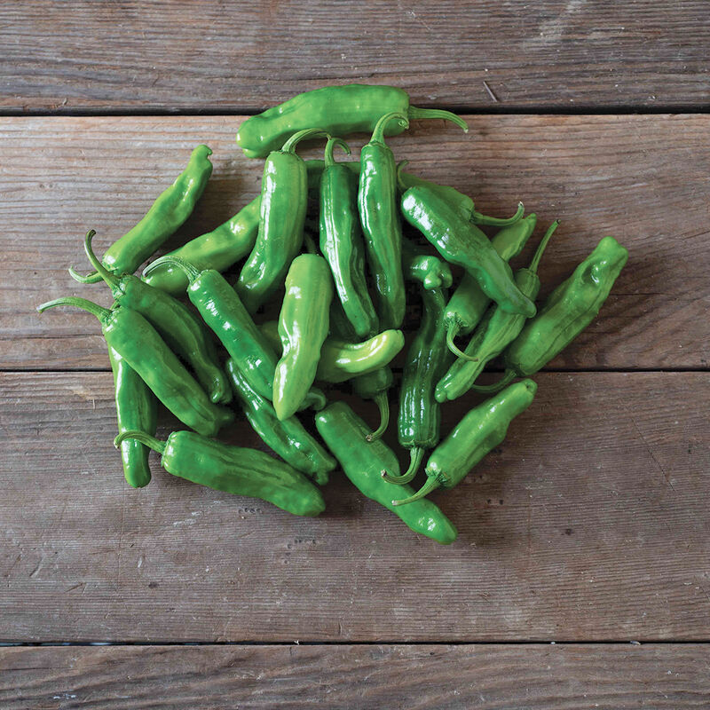 Pepperoncini Pepper