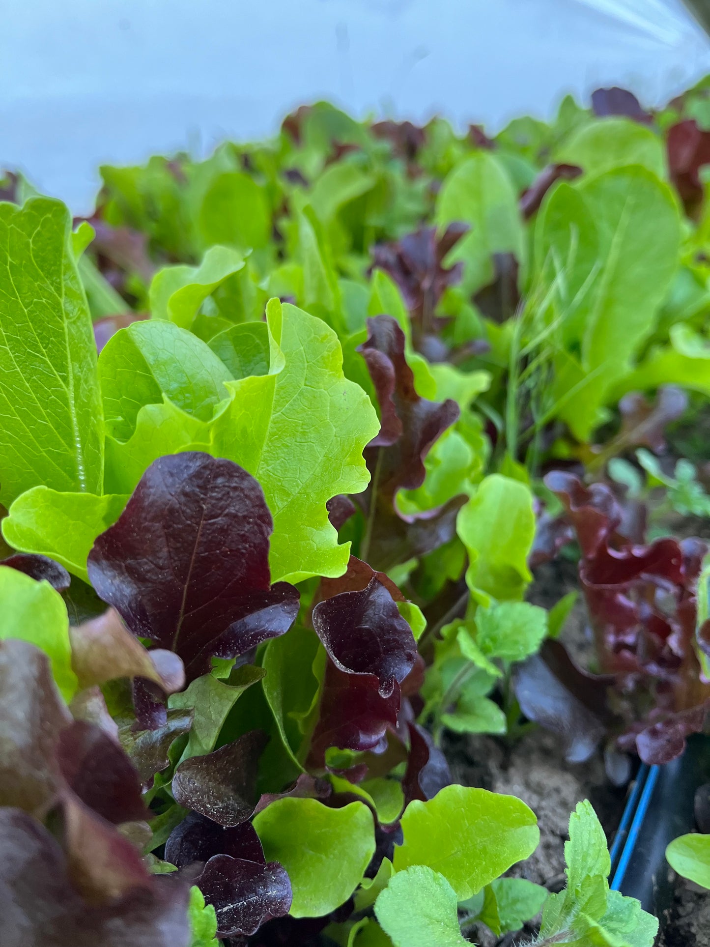 Spring Mix