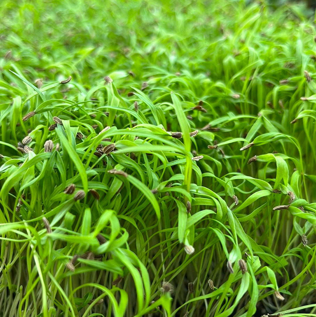Carrot Microgreens