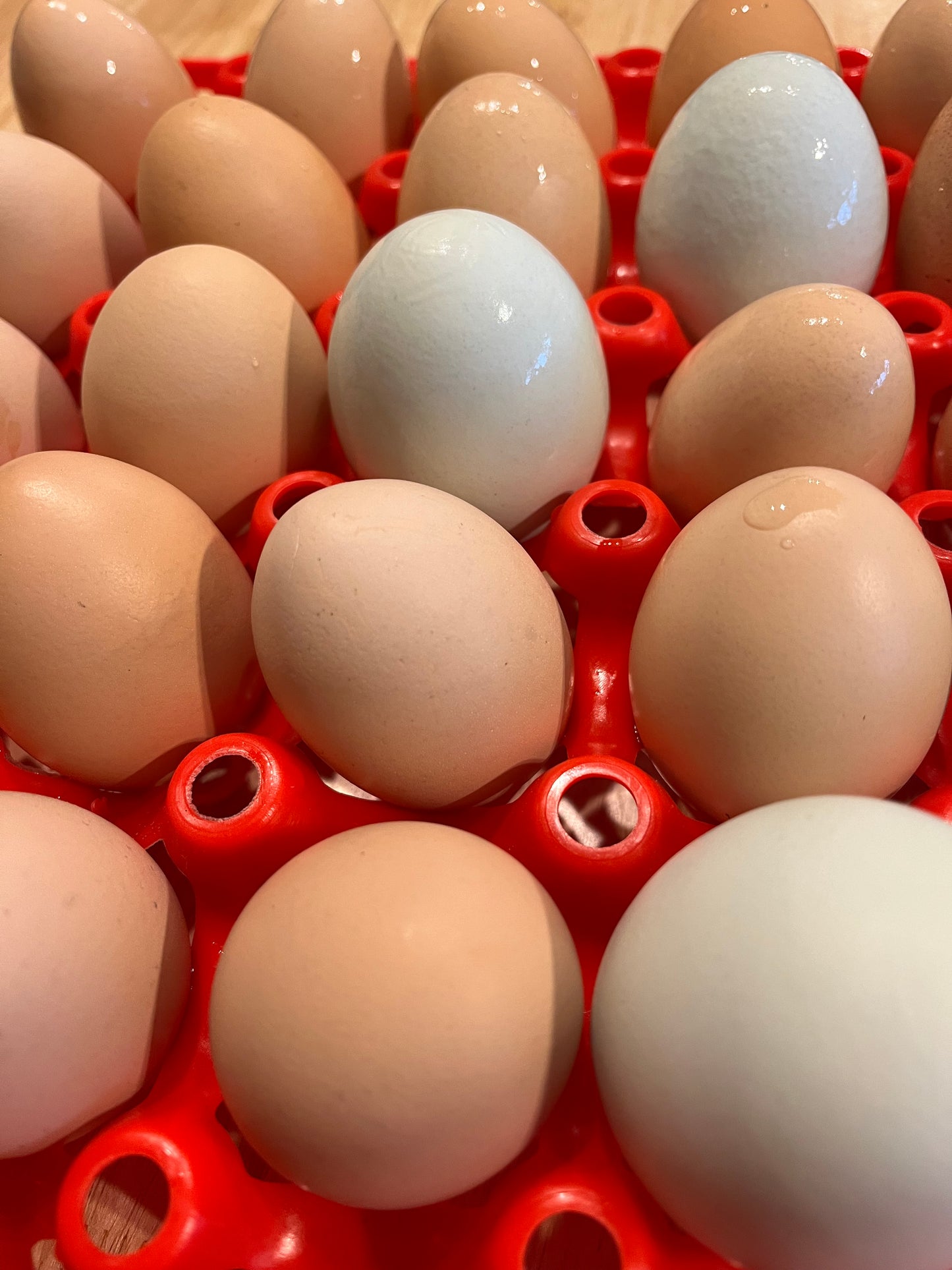 Farm Fresh Eggs