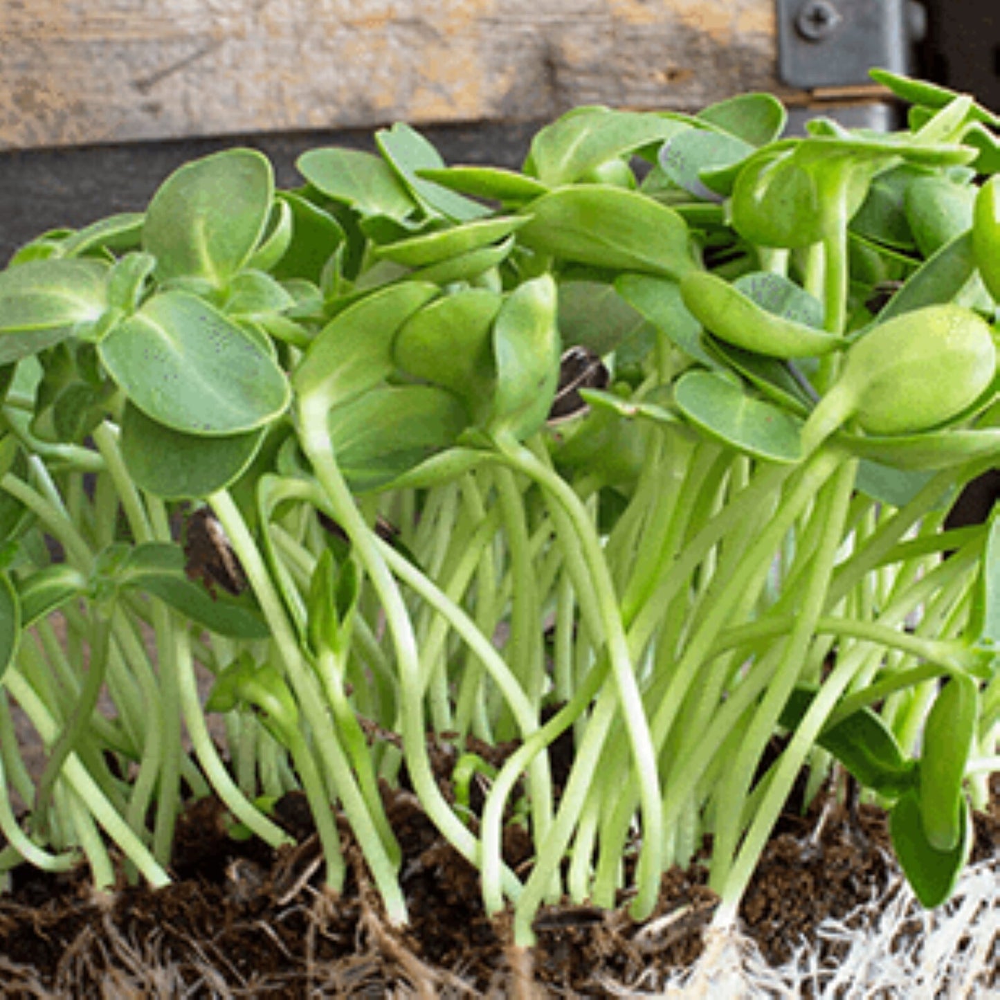 Sunflower Microgreens