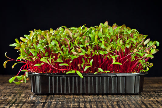 Beet Microgreens
