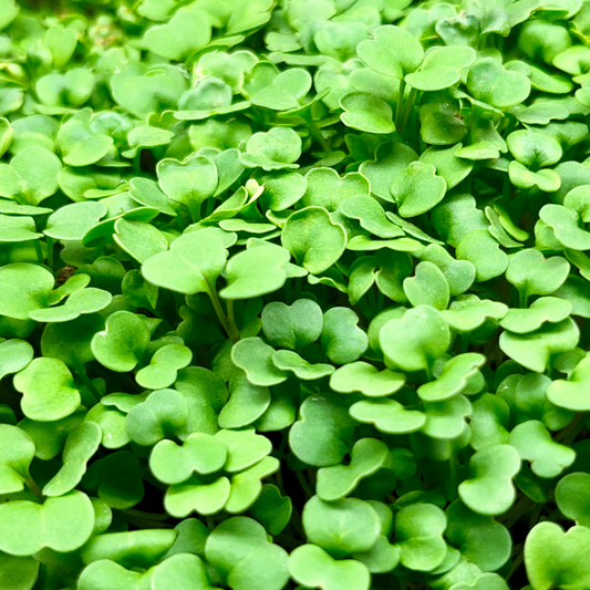 Arugula Microgreens
