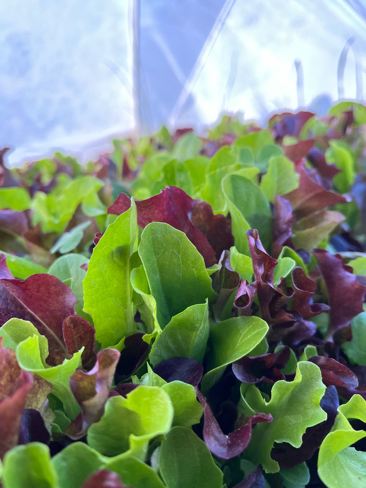 Spring Mix