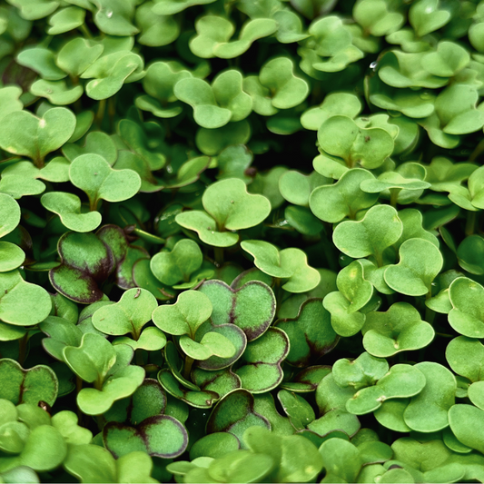 Worman Mill Basic Salad Mix Microgreens