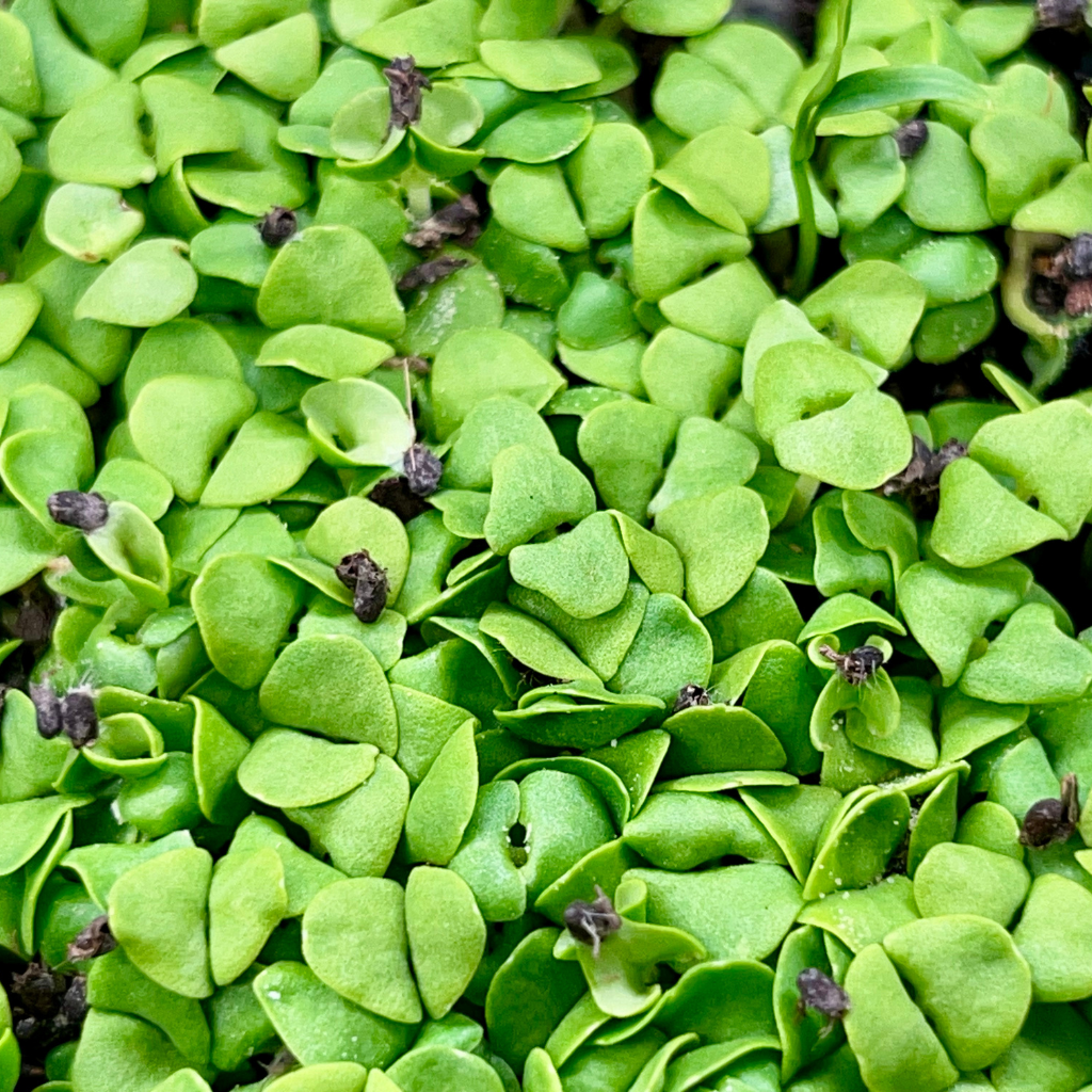 Basil Microgreens