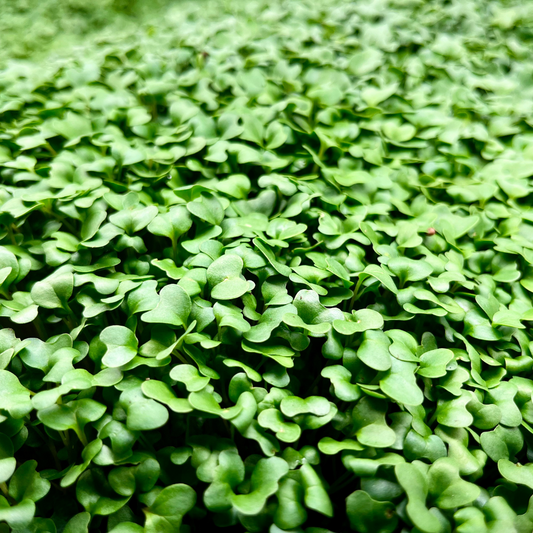 Broccoli Microgreens