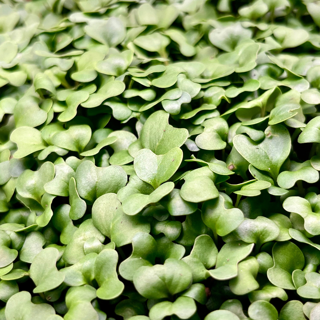 Broccoli Microgreens