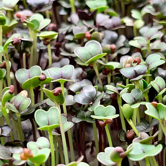 Cosmic Cabbage microgreens