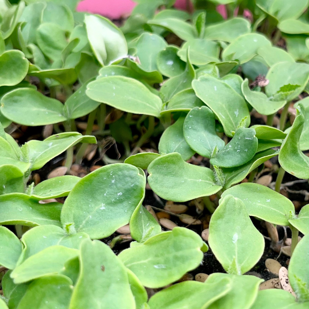 Cantaloupe Microgreens