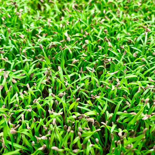 Carrot Microgreens