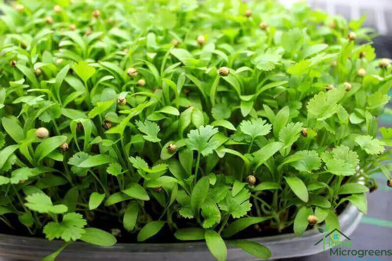 Cilantro Microgreens
