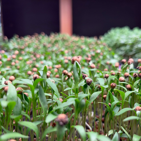 Cilantro Microgreens