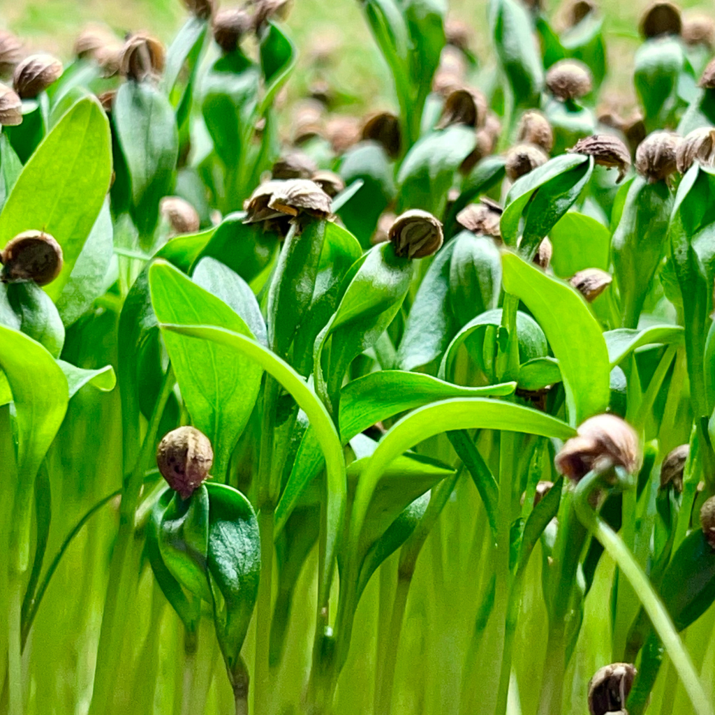 Cilantro Microgreens