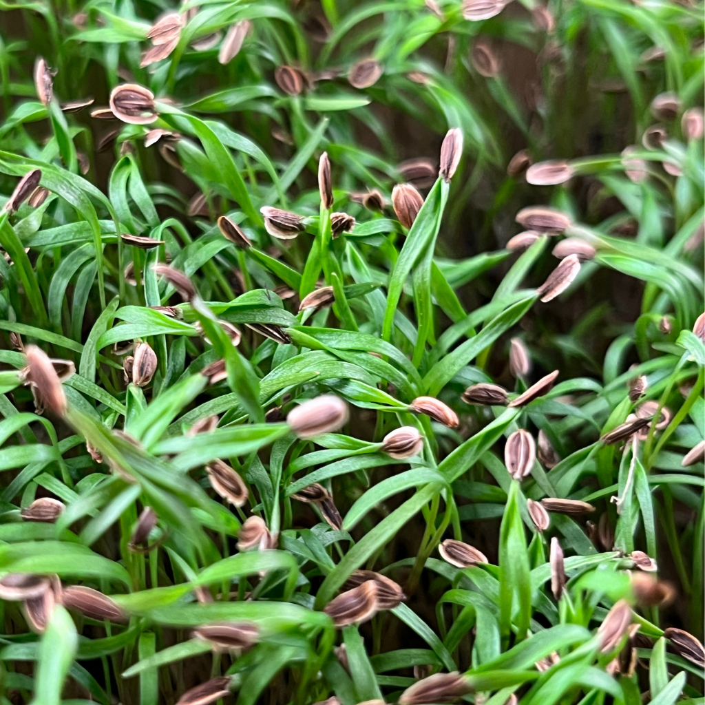 Dill microgreens