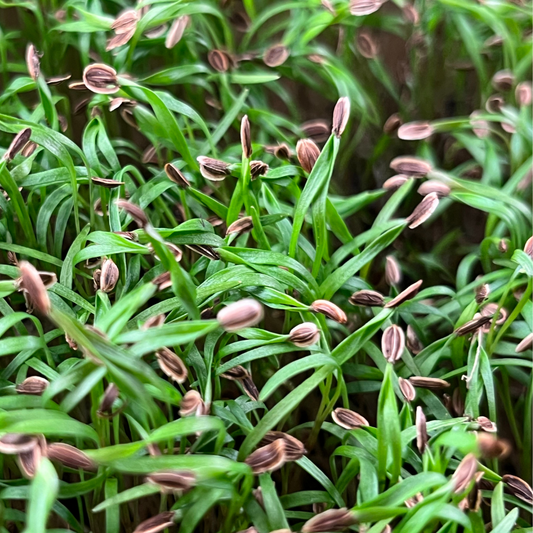 Dill microgreens