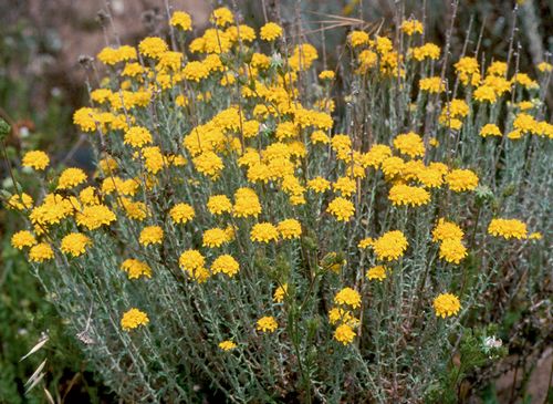 Yellow Yarrow