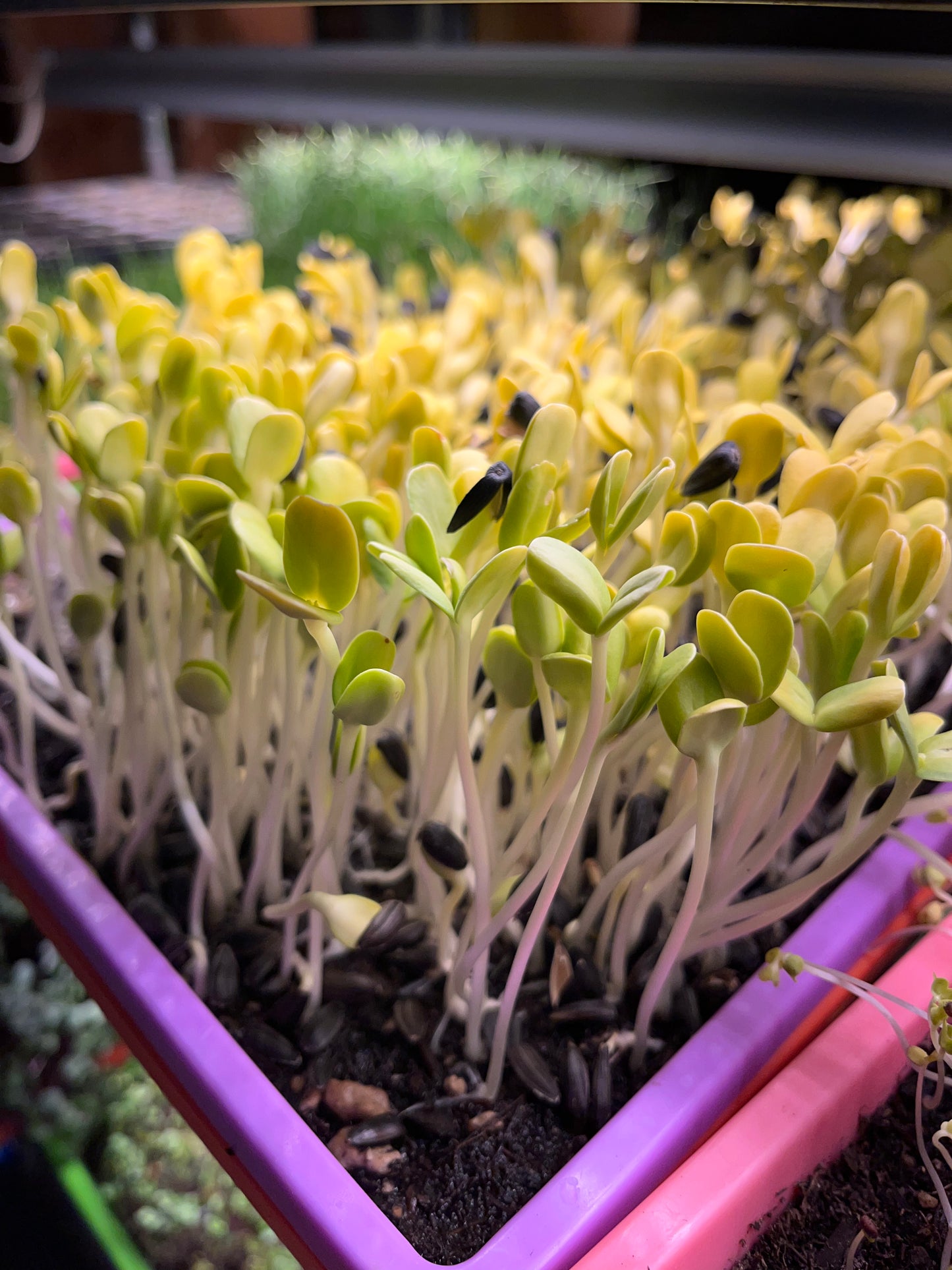 Sunflower Microgreens