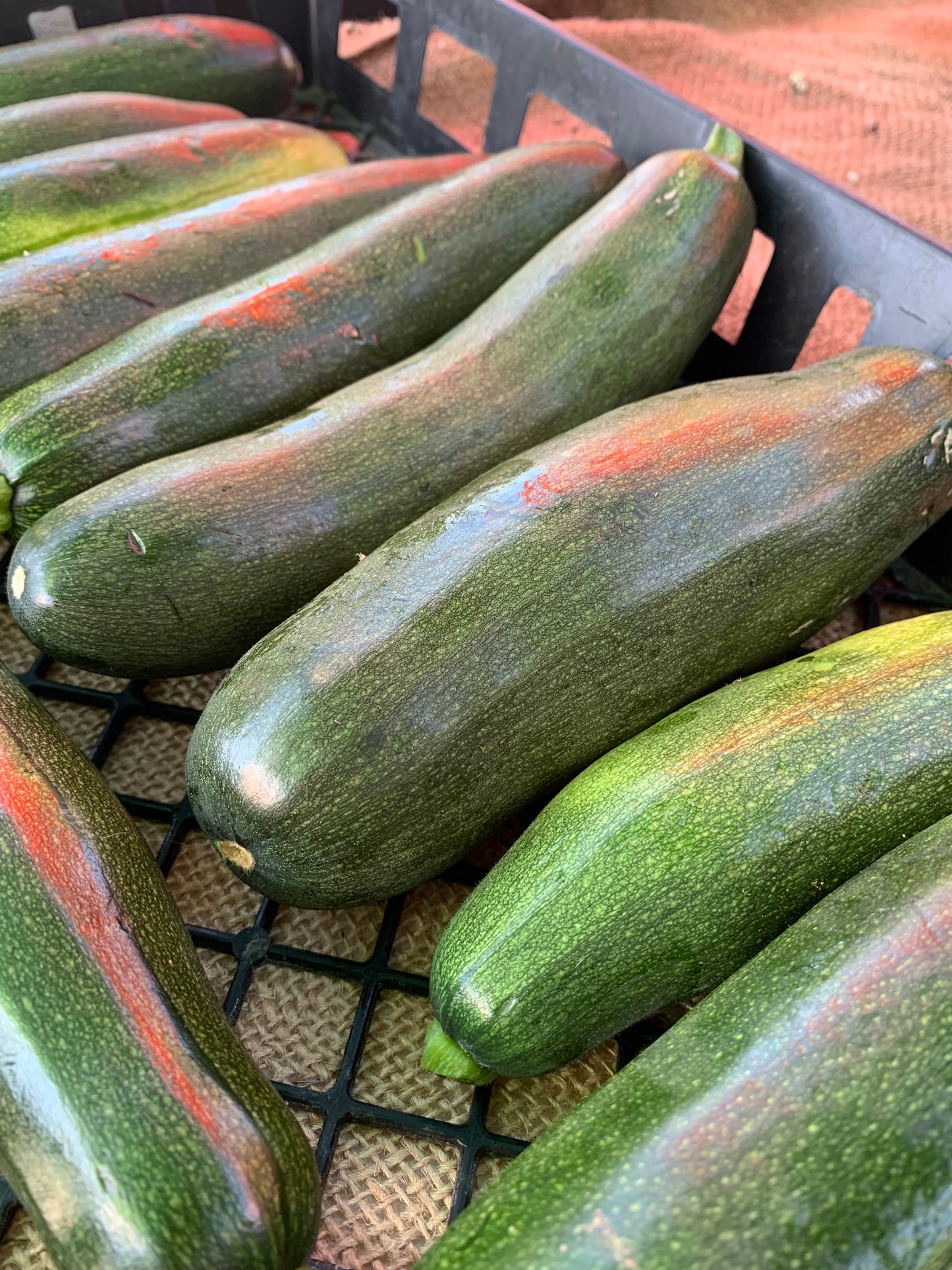 Dark Green Zucchini Squash – Fresh Produce