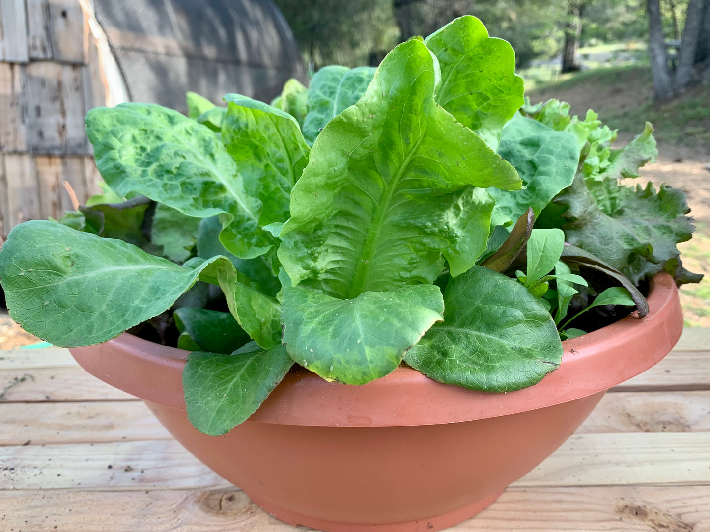 Salad Bowl Container