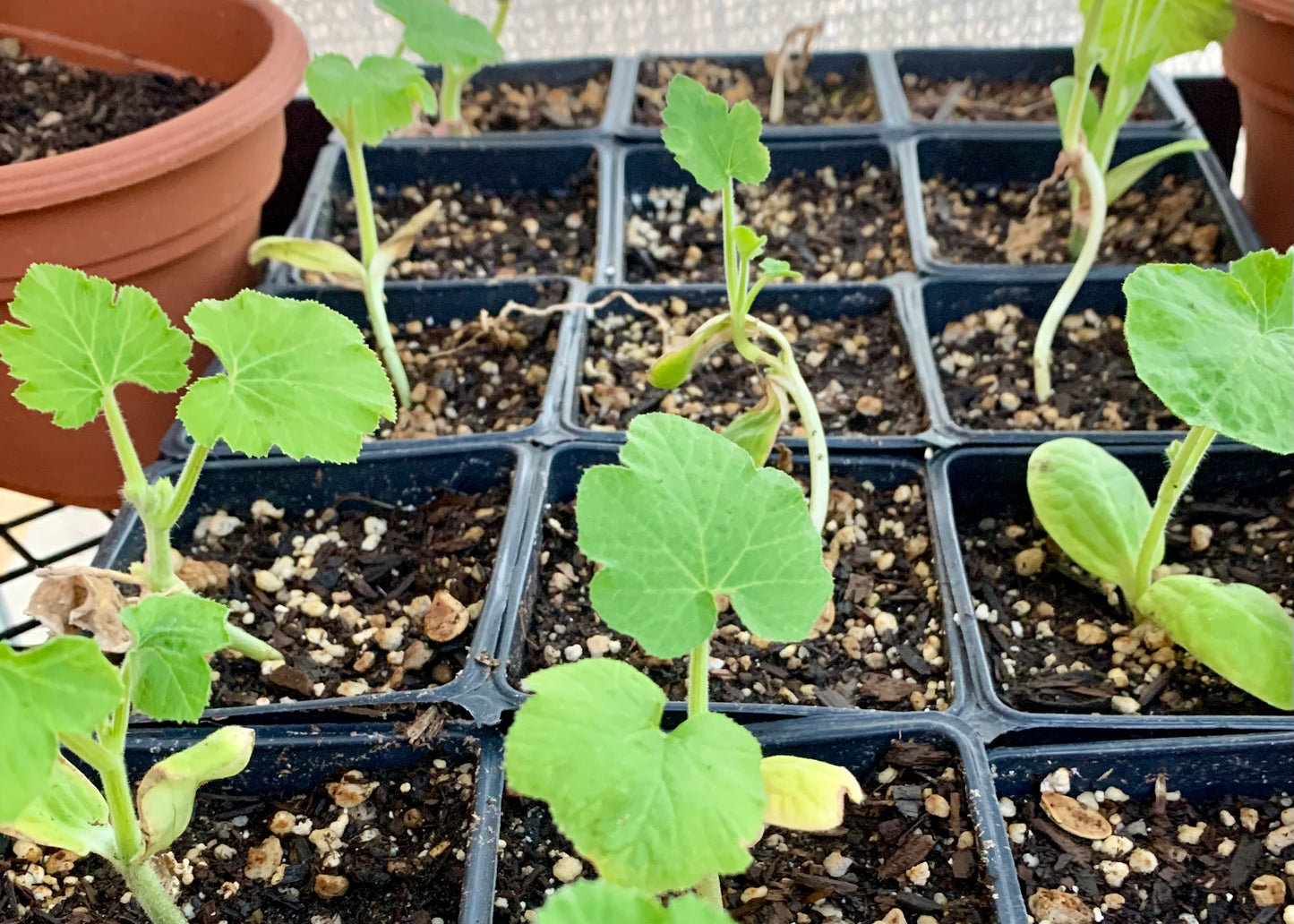 Jack-Be-Little Pumpkin