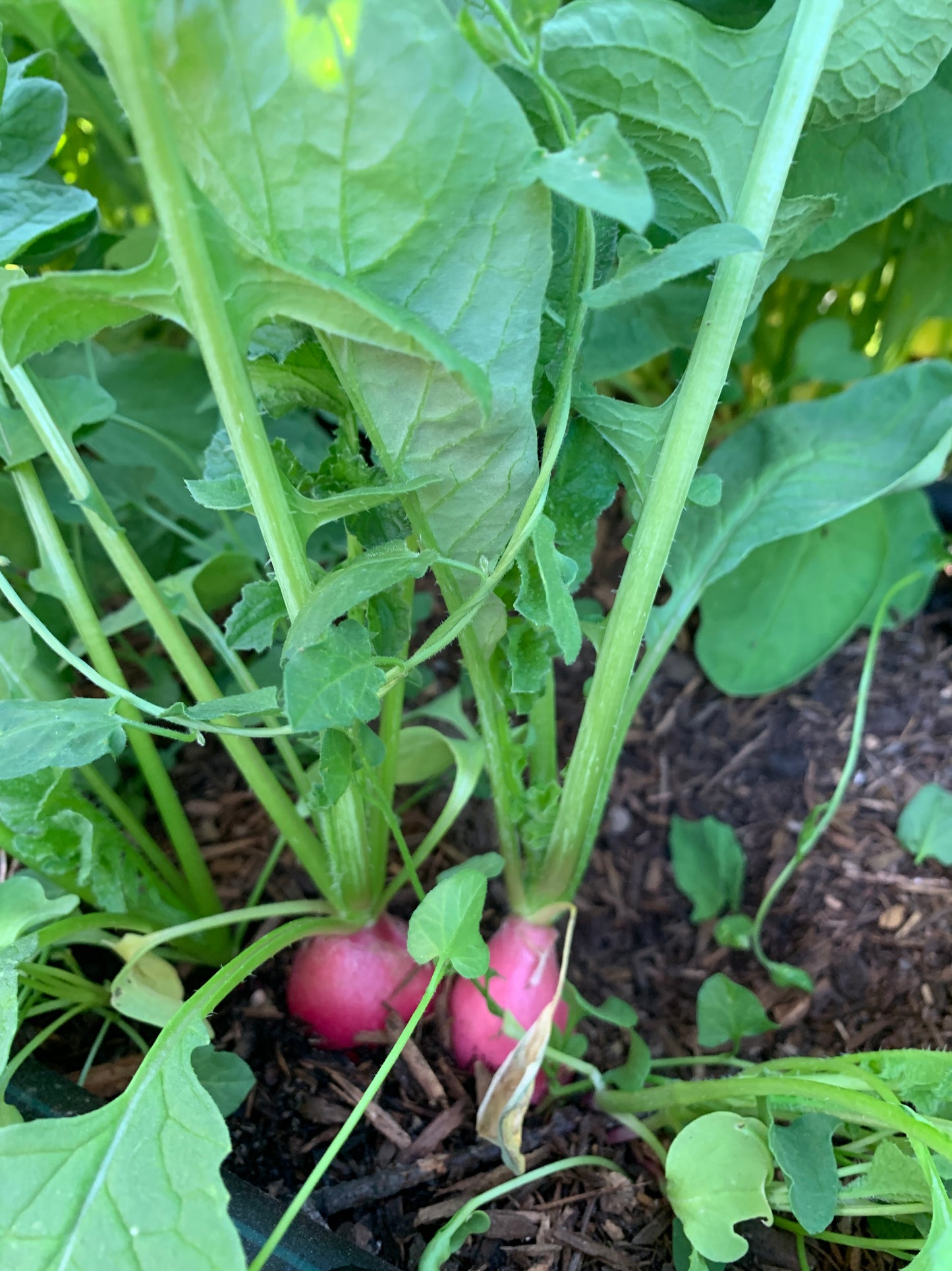 Fresh Radish
