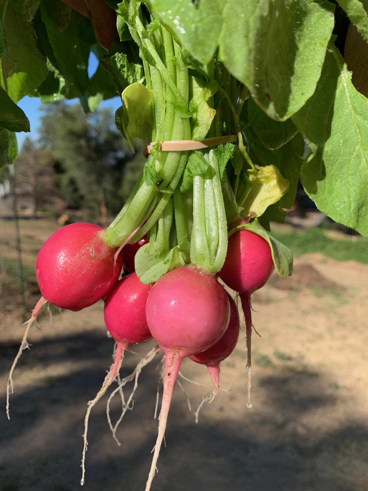 Fresh Radish