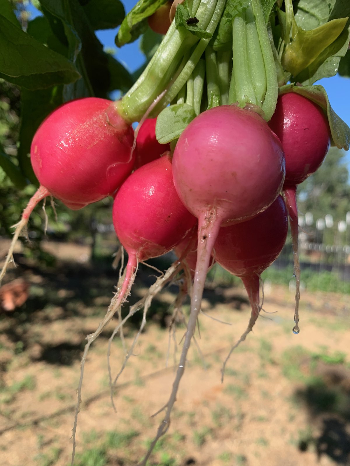 Fresh Radish