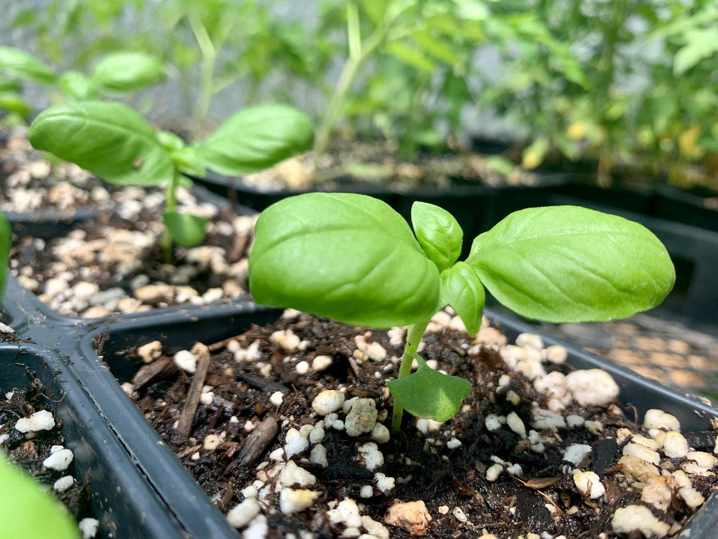 Sweet Basil