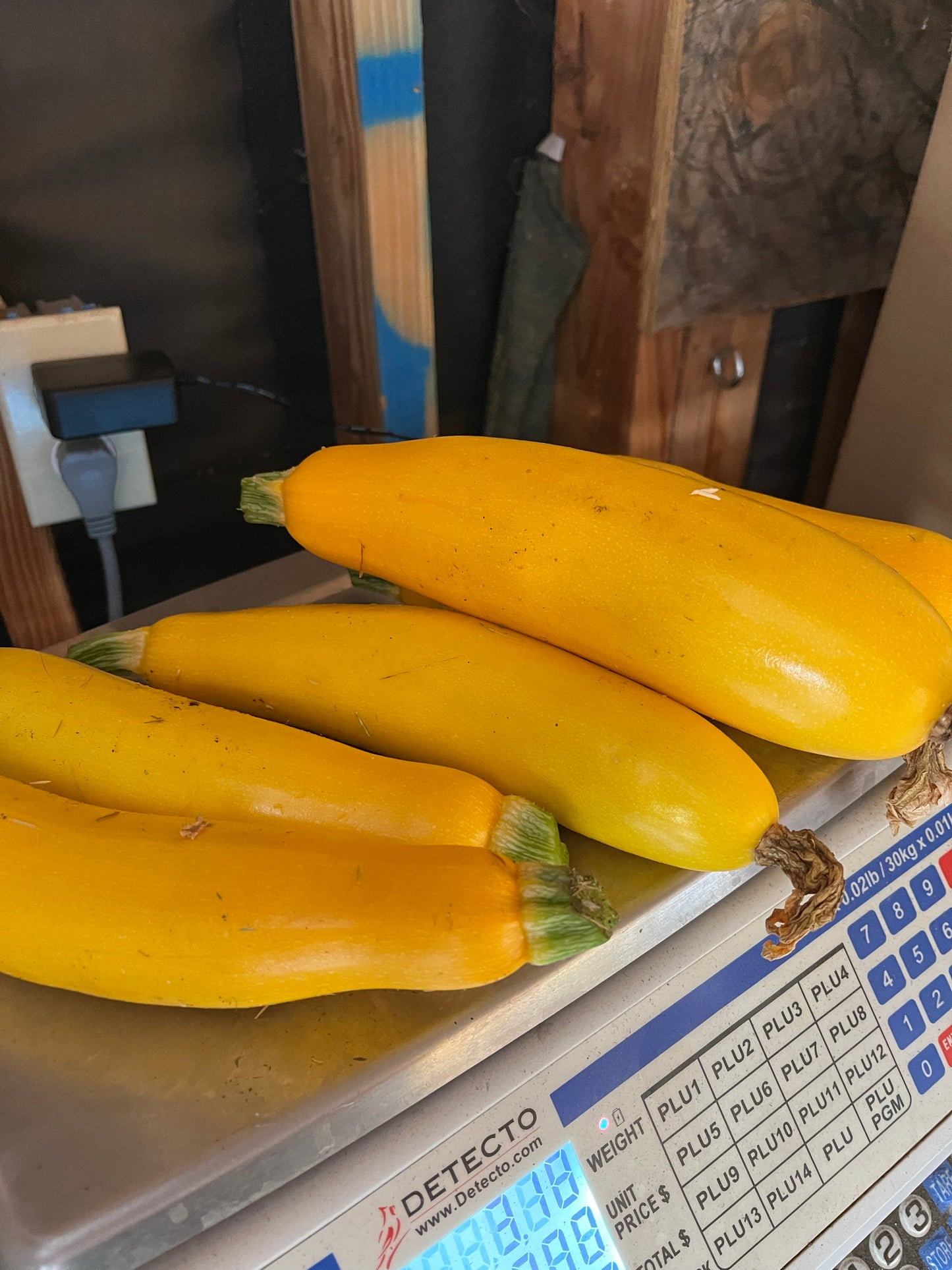 Fresh Yellow Zucchini Squash