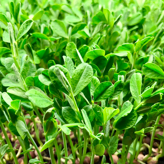 Pea Microgreens