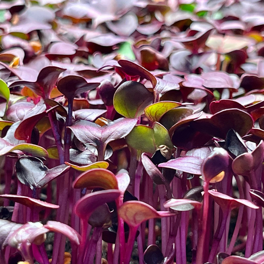 Radical Radish Microgreens