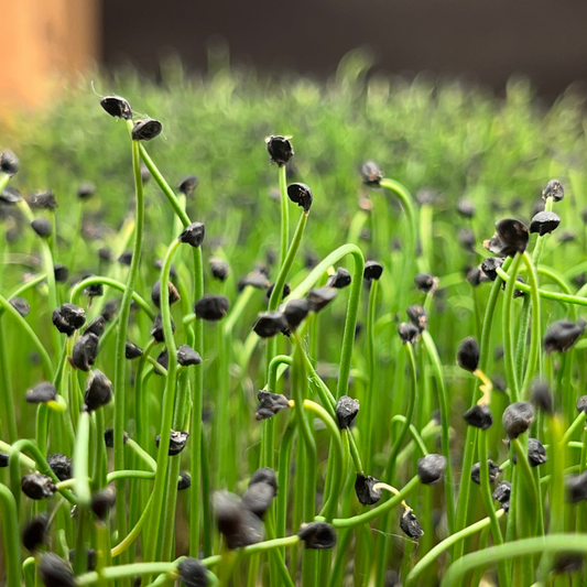 Onion Microgreens