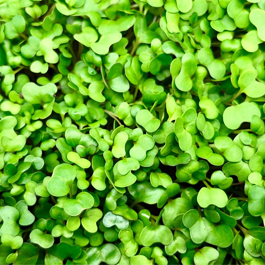 Spicy Salad Mix Microgreens