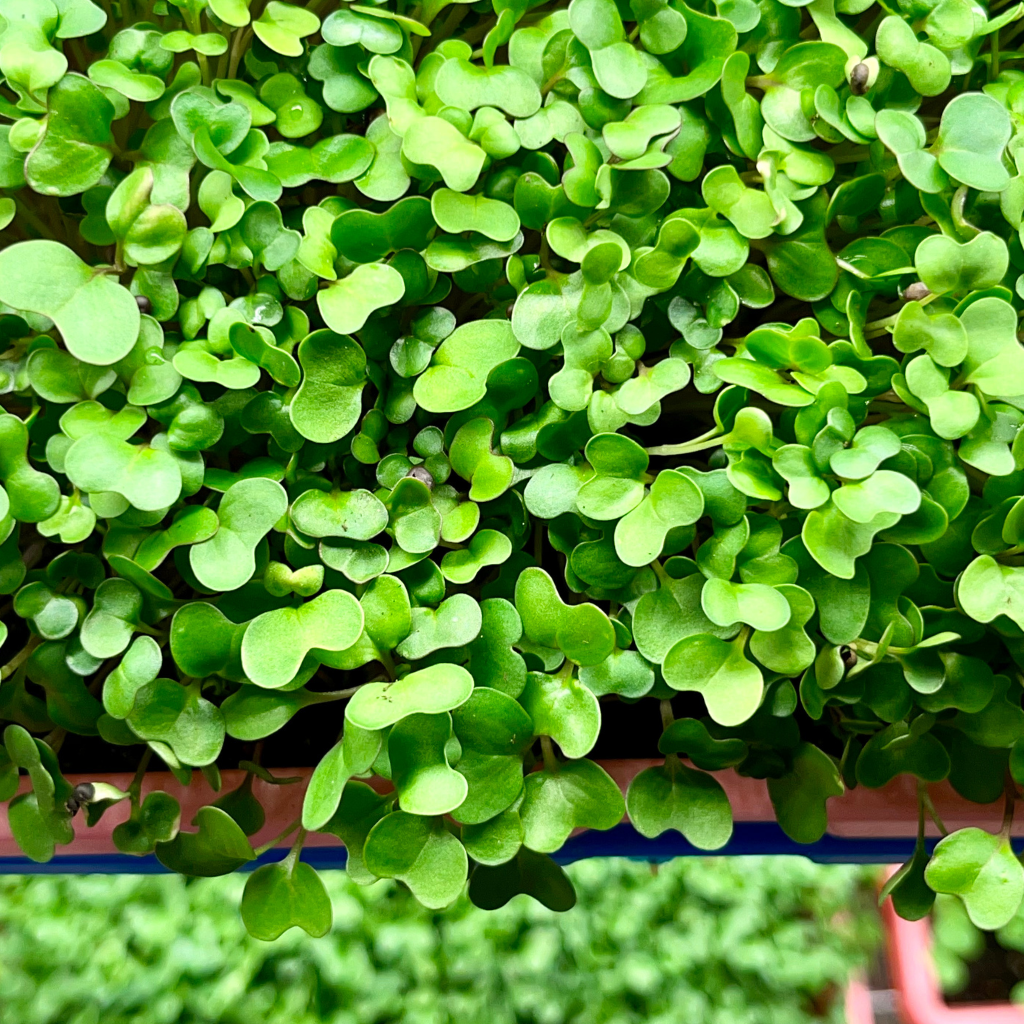 Spicy Salad Mix Microgreens