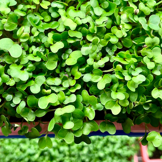 Spicy Salad Mix Microgreens