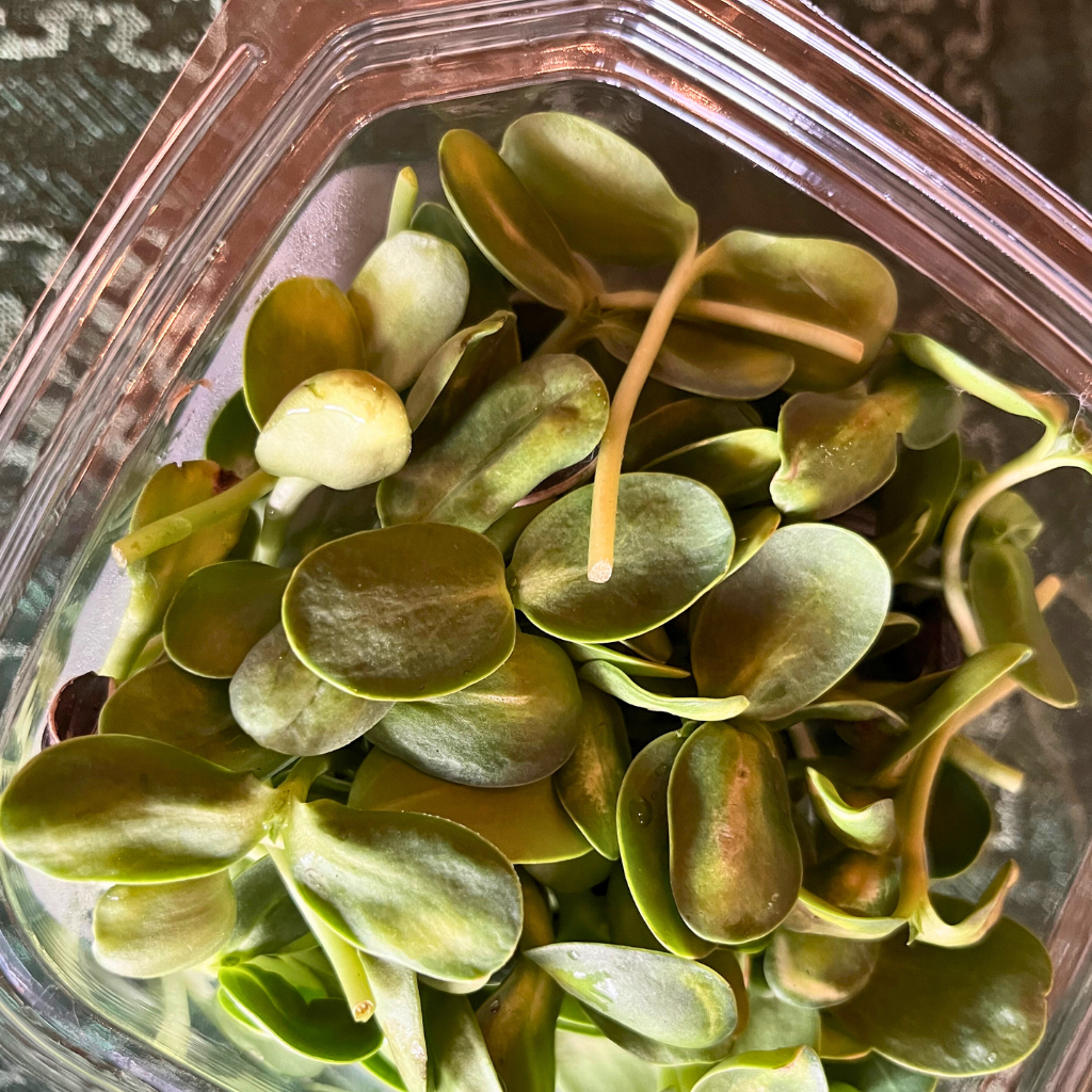 Sunflower Microgreens