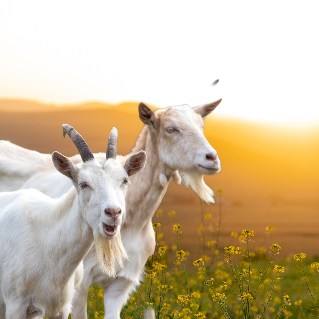 How to Graze Goats in the Mountains
